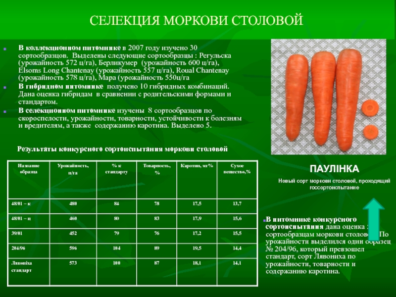 Сортотипы моркови с фото и описанием