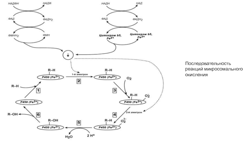 Последовательность реакций. Биологическое окисление БХ. Схема БХ для собак. Свободное окисление биохимия схема. Схема цитохрома в БХ.