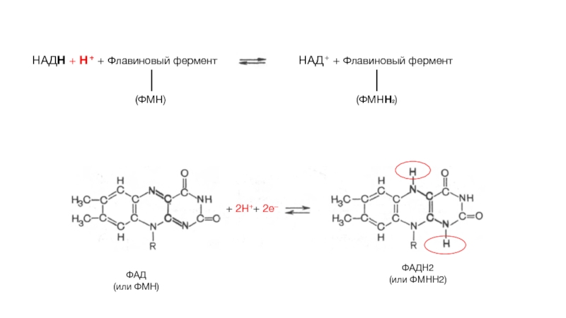 Над зависимые. ФАД И фадн2 формулы. ФАД фадн2. Фадн2 биохимия. Фадн2 формула биохимия.