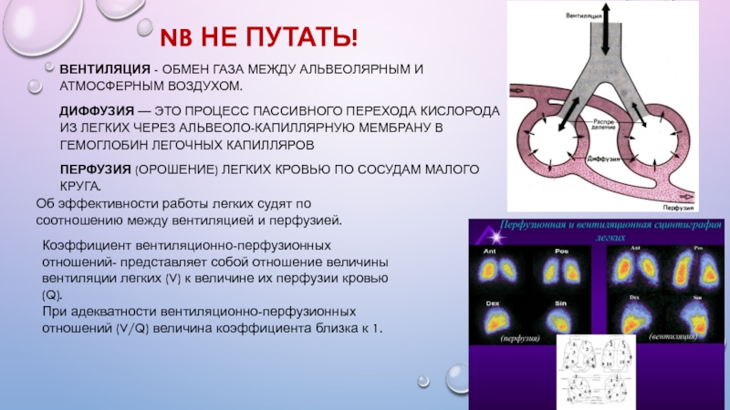 Диффузия и перфузия. Перфузия и вентиляция. Вентиляция диффузия перфузия. Диффузия газов между альвеолярным воздухом и капиллярам. Вентиляция перфузия и диффузия легких.