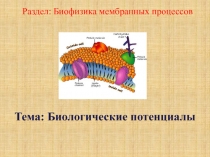 Раздел: Биофизика мембранных процессов
Тема: Биологические потенциалы