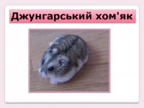 Джунгарський хом'як