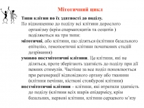 Мітотичний цикл
Типи клітин по їх здатності до поділу.
По відношенню до поділу