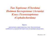 Тип Хордовые (Chordata) Подтип Бесчерепные (Acrania) Класс Головохордовые
