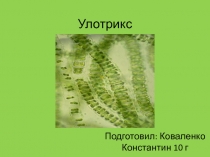 Улотрикс