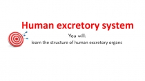 Human excretory system