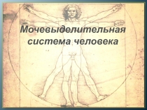 Мочевыделительная
система человека