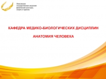 КАФЕДРА МЕДИКО-БИОЛОГИЧЕСКИХ ДИСЦИПЛИН
АНАТОМИЯ ЧЕЛОВЕКА