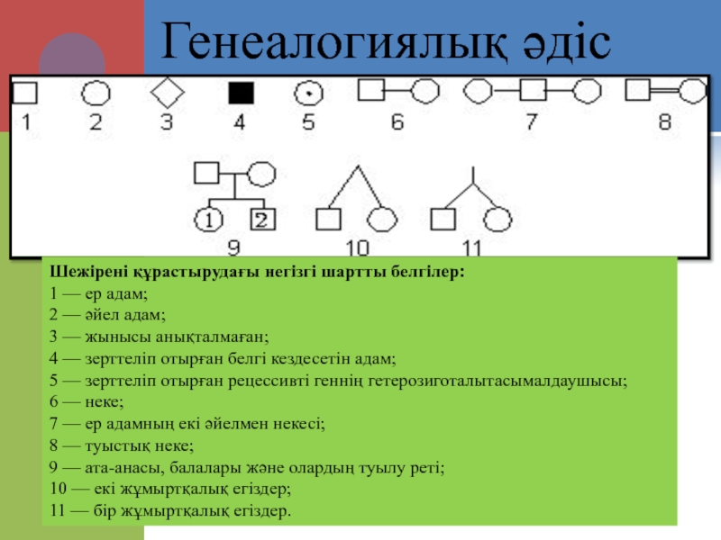 Адам генетикасы презентация