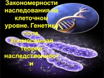 Закономерности наследования на клеточном уровне. Генетика пола. Хромосомная