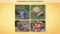 Современные пресмыкающиеся
Haplochromis
DeadEye Dave