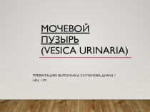 Мочевой пузырь ( Vesica urinaria )