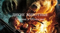 ДИКИЕ ЖИВОТНЫЕ
