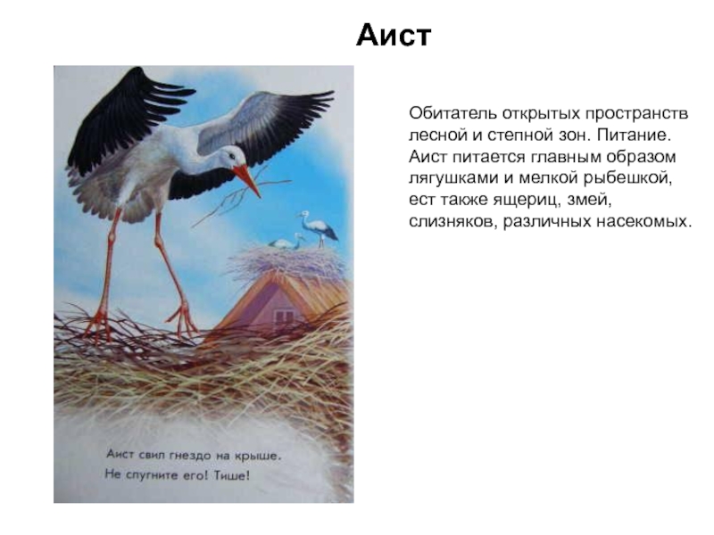 Аист у многих народов считается. Где живёт Аист и чем питается. Где питаются Аисты. Аист где живет для детей. Питание аиста.