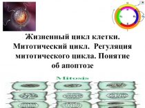 Жизненный цикл клетки. Митотический цикл. Регуляция митотического цикла