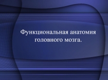 Функциональная анатомия головного мозга