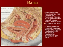 Матка