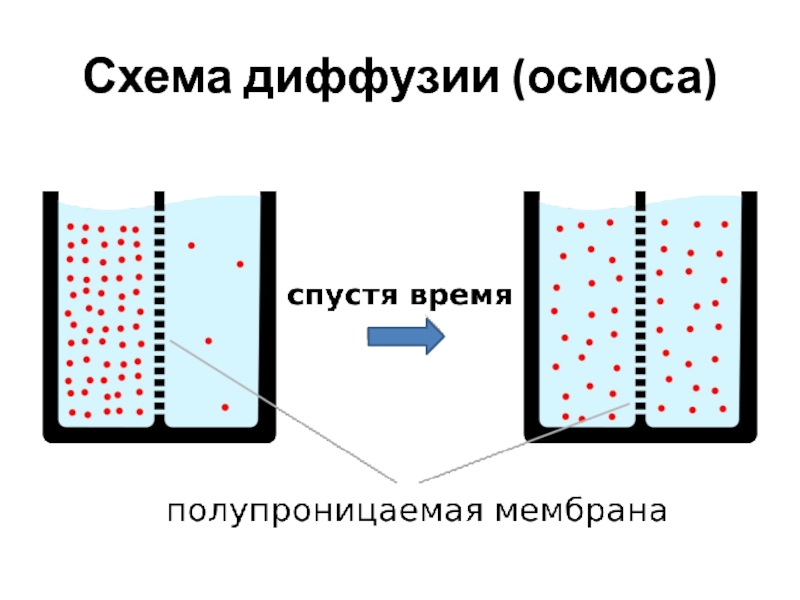 Схема диффузии (осмоса)