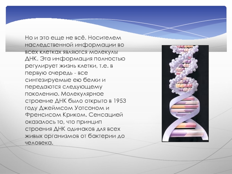 Проект на тему днк и наследственная информация