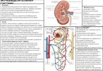 МОЧЕВЫДЕЛИТЕЛЬНАЯ СИСТЕМА
Функции :
Поддержание биохимического гомеостаза