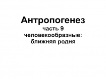 Антропогенез часть 9 человекообразные: ближняя родня