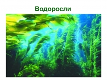 Водоросли