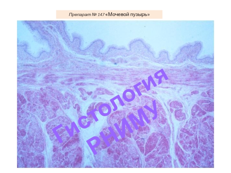 Рниму гистология презентации