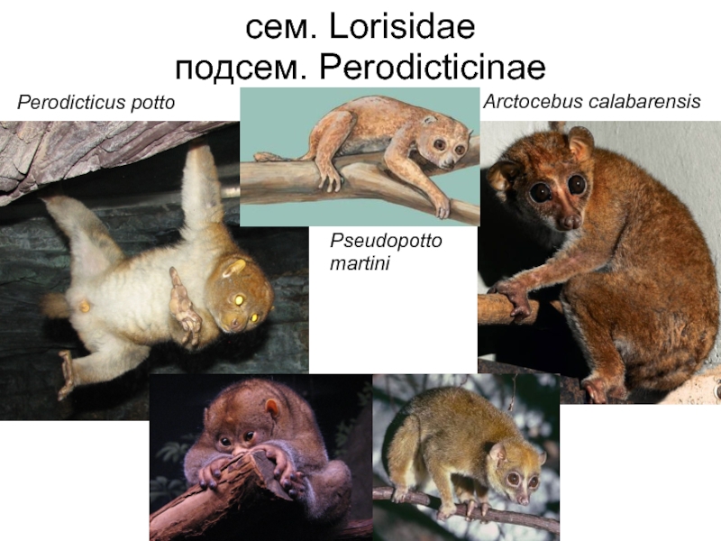 Perodicticus Potto пальцы