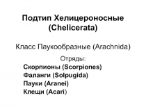 Подтип Хелицероносные ( Chelicerata) Класс Паукообразные ( Arachnida)