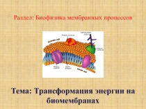 Раздел: Биофизика мембранных процессов
Тема: Трансформация энергии на