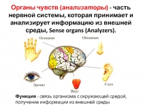 Органы чувств ( анализаторы ) - часть нервной системы, которая принимает и