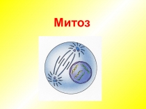 Митоз