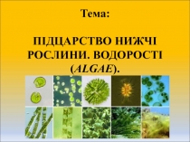 Тема: ПІДЦАРСТВО НИЖЧІ РОСЛИНИ. ВОДОРОСТІ ( ALGAE )