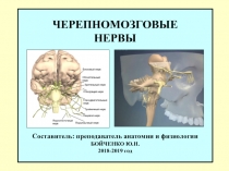 ЧЕРЕПНОМОЗГОВЫЕ НЕРВЫ Составитель: преподаватель анатомии и физиологии БОЙЧЕНКО