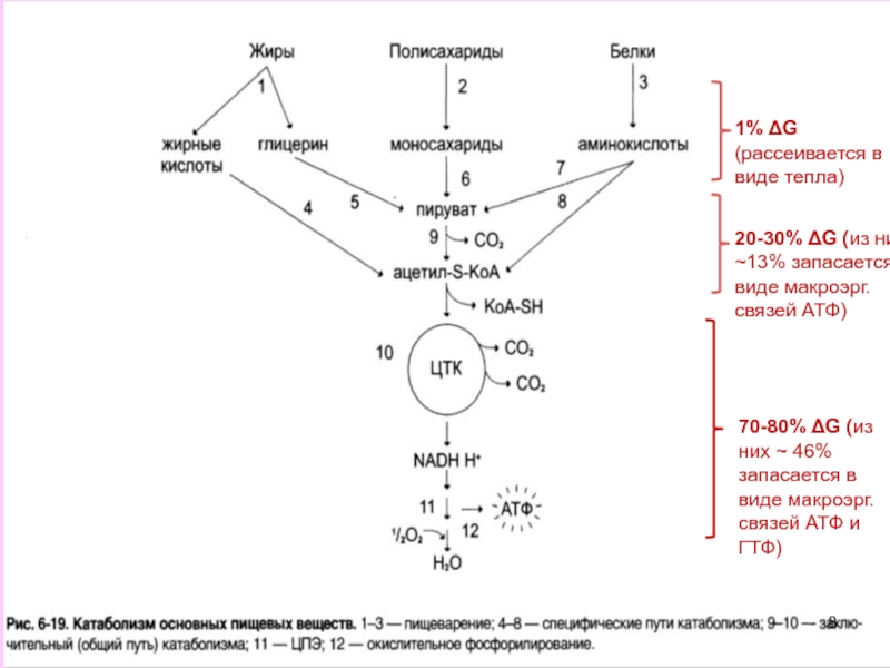 Схема катаболизма основных пищевых веществ