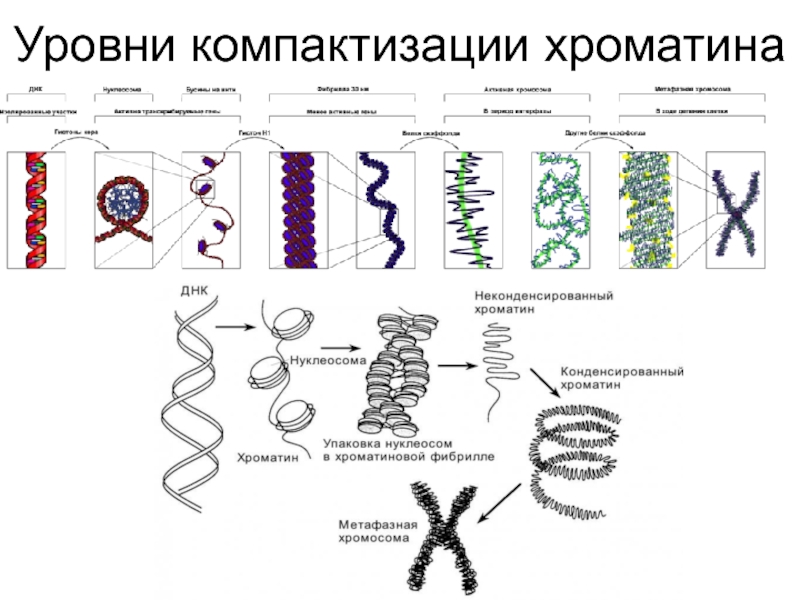 Рассмотрите рисунок на котором представлена схема компактизации наследственного материала клетки