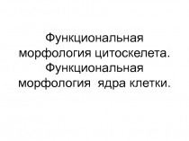 Функциональная морфология цитоскелета. Функциональная морфология ядра клетки