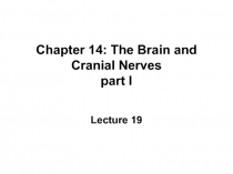 Chapter 14: The Brain and Cranial Nerves part I