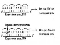 Презент. 25,26. Гоме.Ген.мутация.каз