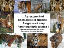 Аутекологічні дослідження тварин Амурський тигр ( Panthera tigris altaica