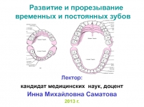 Развитие и прорезывание временных и постоянных зубов