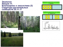 Экология
Лекция 11.
Биогеоценоз и экосистема ( 5 )
Структура растительных