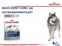 MAXI JOINT CARE: не останавливаться!