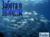 Забота о
потомстве
Рыбы