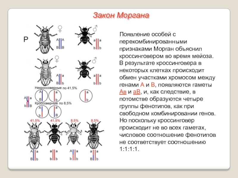 Решение задач на сцепленное наследование презентация