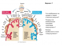 Что изображено на правой и левой сторонах рисунка?
Почему это изображение