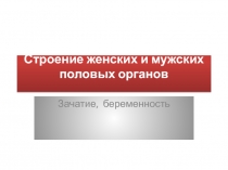 Строение женских и мужских половых органов с