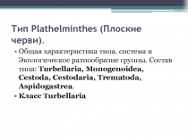 Тип Plathelminthes (Плоские черви)