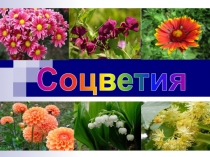 Соцветия