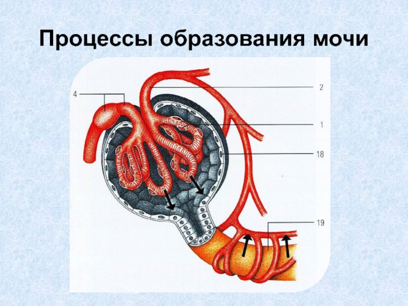 Схема образования мочи 8 класс